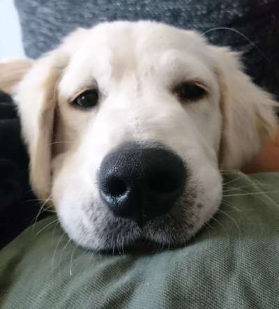 Zeigt her eure Hundenasen-Beitrag-Bild