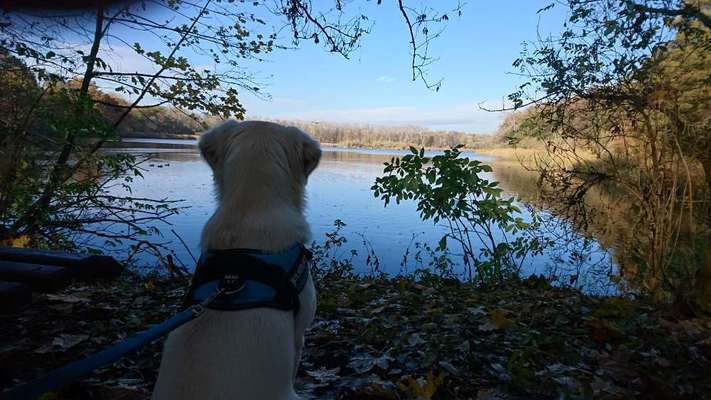 Dogorama-Monats-Challenge-Mai "Wasser"-Beitrag-Bild