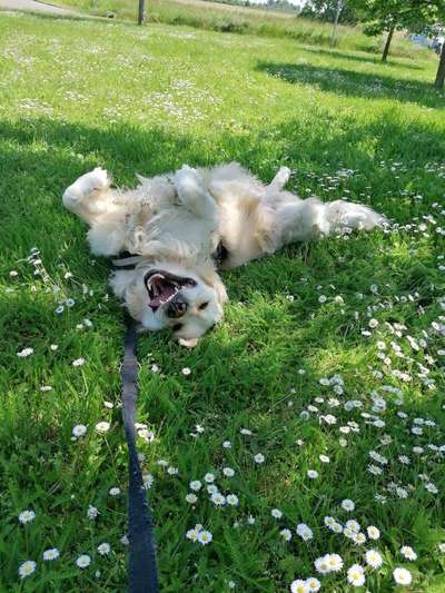 Die Dogorama Monats Challenge "Es grünt und blüht"-Beitrag-Bild