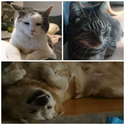 Unsere Sternchen ******-Beitrag-Bild