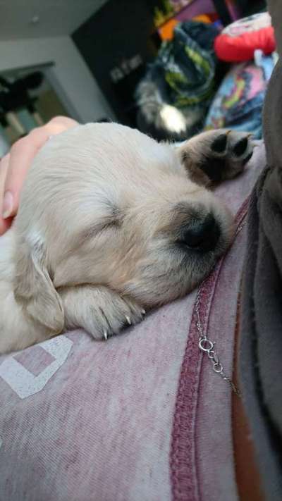 Als Welpen sind sie alle noch süßer-Beitrag-Bild