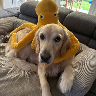 Hundetreffen-Treffen mit anderen Golden Retrievern-Bild