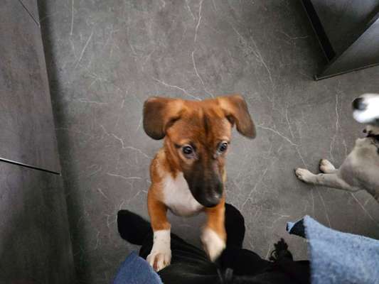 Tierschutzhunde suchen ein Zuhause-Beitrag-Bild