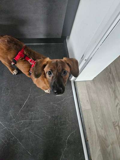 Tierschutzhunde suchen ein Zuhause-Beitrag-Bild