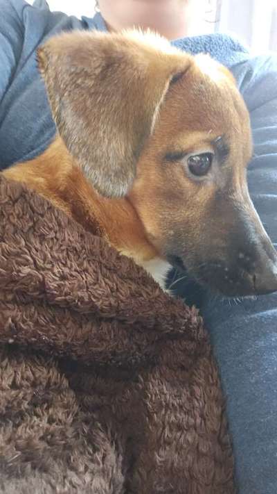 Tierschutzhunde suchen ein Zuhause-Beitrag-Bild