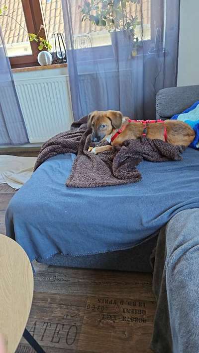 Tierschutzhunde suchen ein Zuhause-Beitrag-Bild