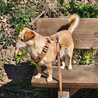 Hundetreffen-Gassirunde in Wuppertal Cronenberg