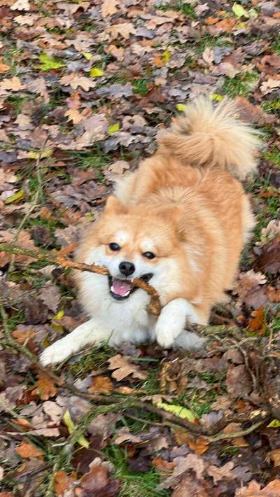 Hundetreffen-Spieltreff Umkreis Unterschleißheim-Bild