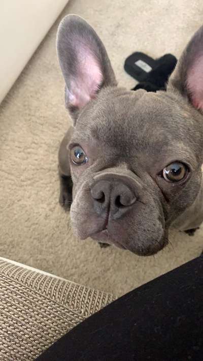 Zeigt her eure Frenchi-Beitrag-Bild