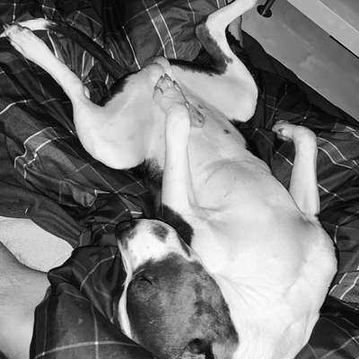 Zeigt mir die lustigsten Schlafpositionen eurer Fellnasen-Beitrag-Bild