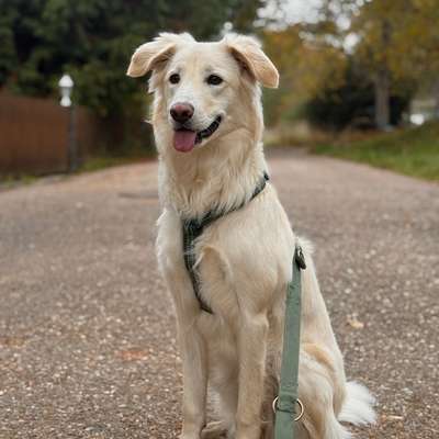 Hundetreffen-Spielefreund & Gassipartner-Bild