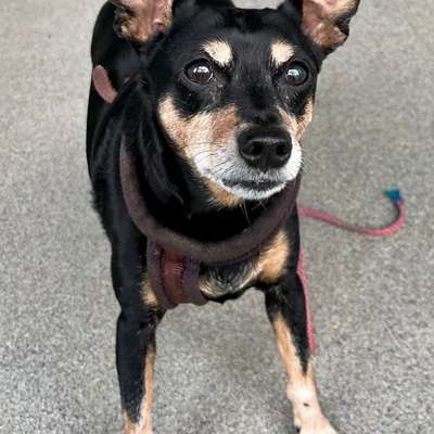 Tierschutzhunde suchen ein Zuhause-Beitrag-Bild