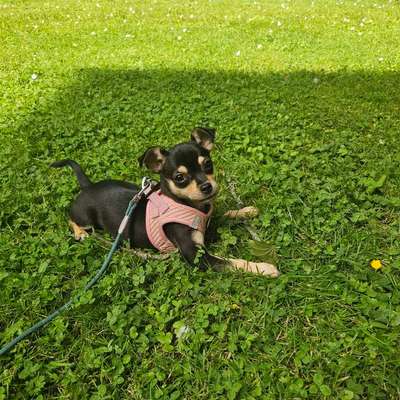 Hundetreffen-Lumi sucht Hunde-Freund/in-Bild
