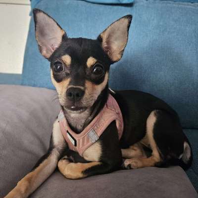 Hundetreffen-Lumi sucht Hunde-Freund/in-Bild