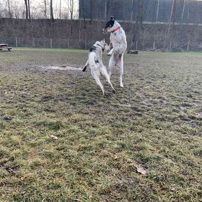 Hundetreffen-Gibt es in Ulm und Umgebung einen Hundespielplatz?-Bild