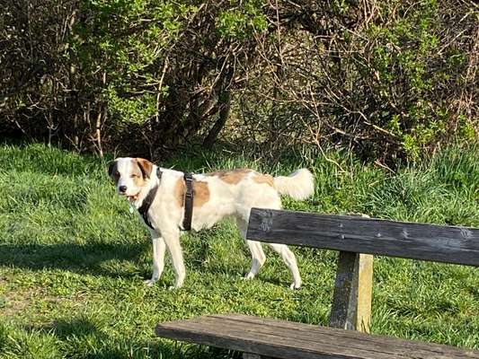 Hundetreffen-Spazieren mit Hund am Laaerberg-Bild