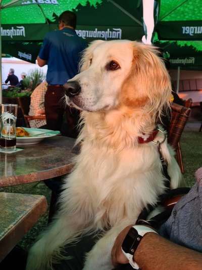 Wo sind die Golden Retriever Liebhaber?-Beitrag-Bild