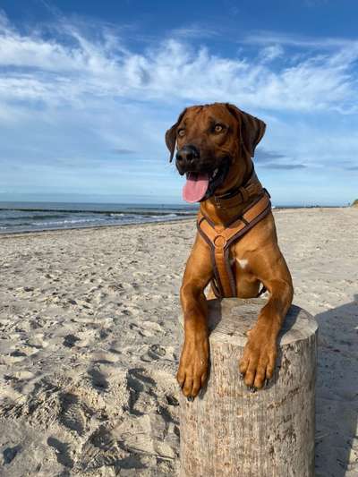 Rhodesian Ridgeback-Beitrag-Bild