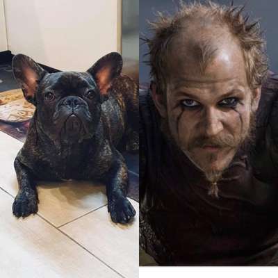 Wie heißt dein Hund?-Beitrag-Bild