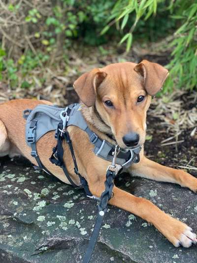 Hunde aus Griechenland-Beitrag-Bild