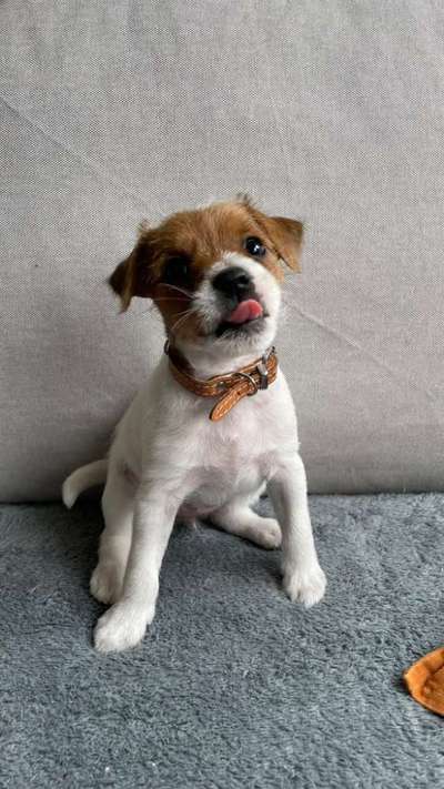 %{de_profession_title}-Agility, Spürhundesport und mehr-Bild