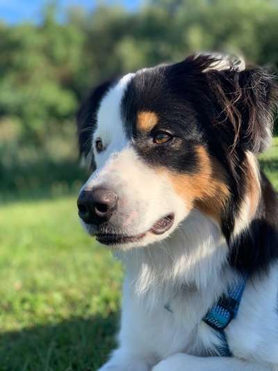 Zeigt mal eure border Collies :)-Beitrag-Bild