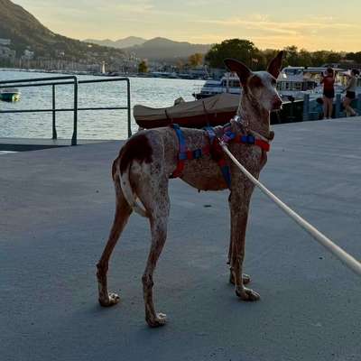 Hundetreffen-Play date or dog walk with our very kind and playful Podenco-Bild