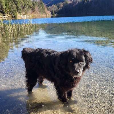 Hundetreffen-Spaziergang-Profilbild