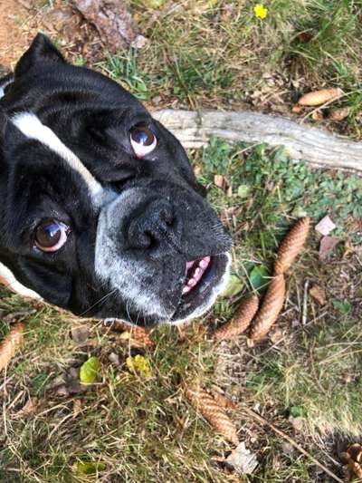 Rassen und ihre Eigenschaften-Beitrag-Bild