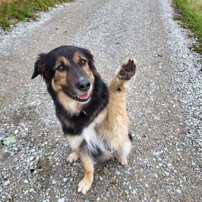 Hundetreffen-Social Walk-Bild