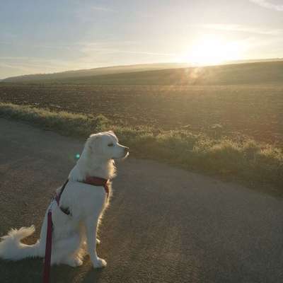 Hundetreffen-Gemeinsame Gassirunde /Spieletreff-Bild