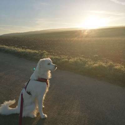 Hundetreffen-Gemeinsame Gassirunde /Spieletreff-Bild