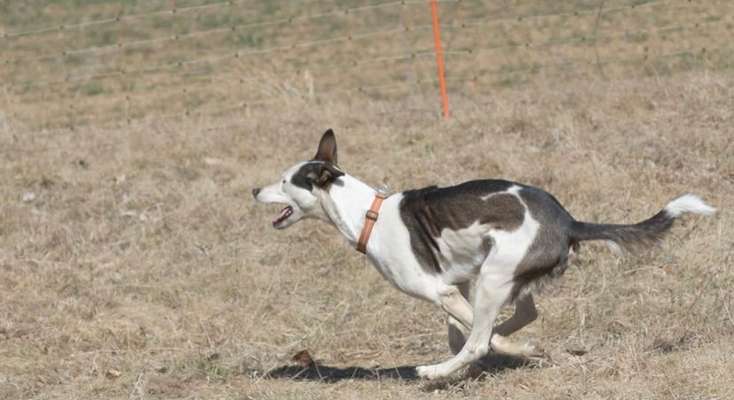 Seltene Rassen!-Beitrag-Bild