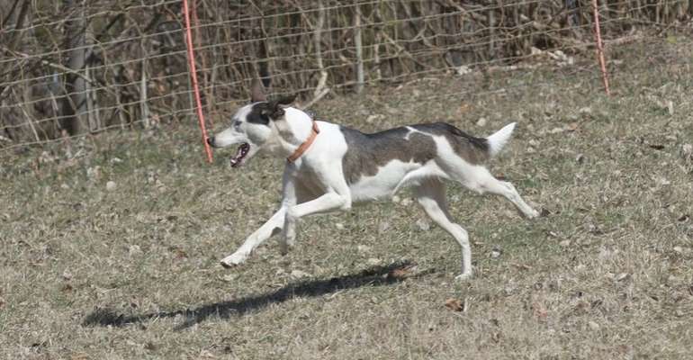 Eurohound (Europäischer/Skandinavischer Schlittenhund)-Beitrag-Bild