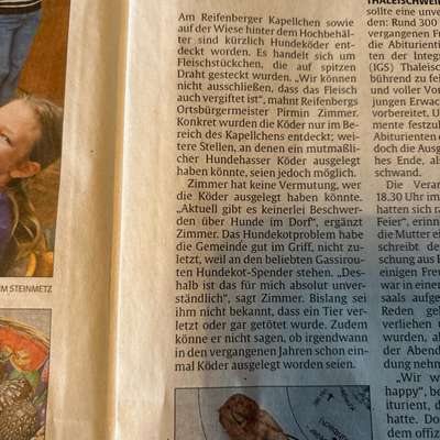 Giftköder-Giftköder, mit Draht gespicktes Fleisch-Bild