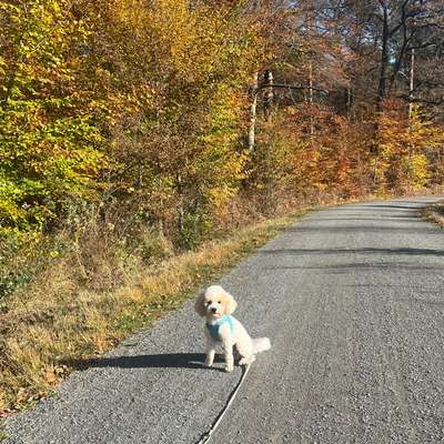 Hundetreffen-Spielfreund-Bild