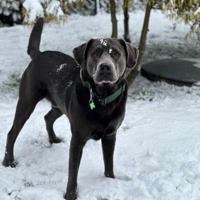 Hundetreffen-Hundetreffen/Spielen und evtl. gemeinsame Urlaube zukünftig-Bild