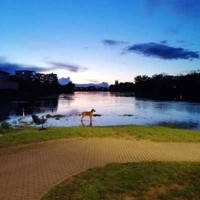 Dogorama-Monats-Challenge-Mai "Wasser"-Beitrag-Bild