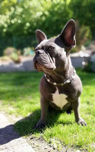 Die Dogorama Kalender Challenge Titelbild-Beitrag-Bild