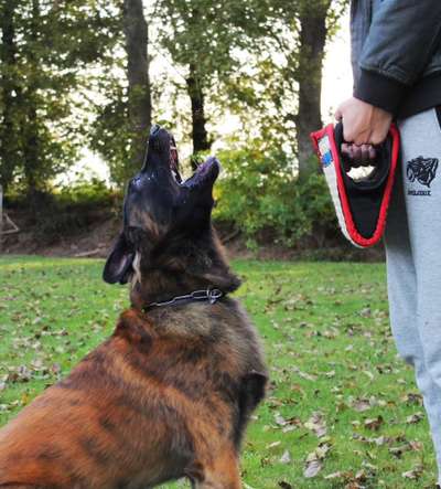 Der Wolf in eurem Hund-Beitrag-Bild