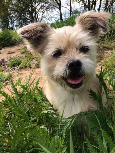 Die Dogorama Monats Challenge "Es grünt und blüht"-Beitrag-Bild