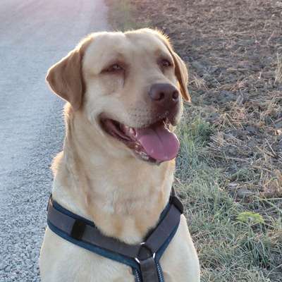 Hundetreffen-Spiel- und/oder Gassi-Runde-Bild