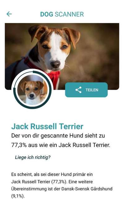 Kann mir jemand sagen welche Rassen hier in diesem Hund stecken könnten?-Beitrag-Bild