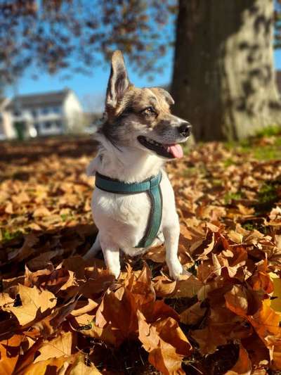 26. Farben Fotochallenge "Herbstfarben"-Beitrag-Bild