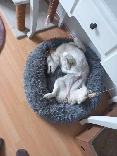 Dogorama Photo Challenge - Zeigt her eure Bäuche-Beitrag-Bild