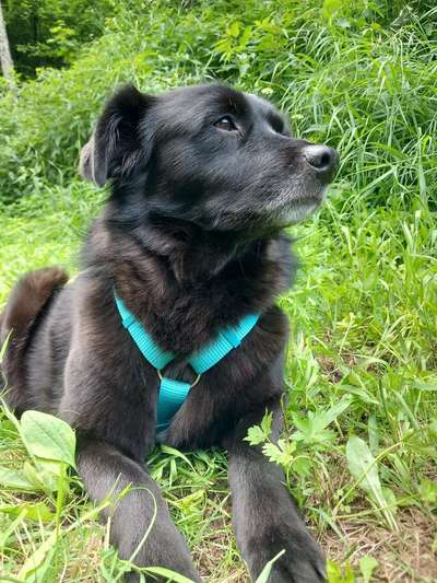 Hunde Porträt (Portrait) Galerie....-Beitrag-Bild