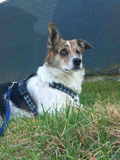 Hunde Porträt (Portrait) Galerie....-Beitrag-Bild