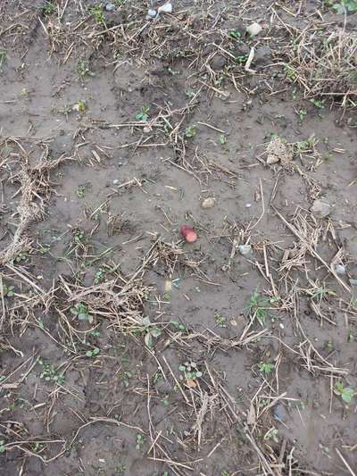 Giftköder-Wurststück und Glassplitter-Bild