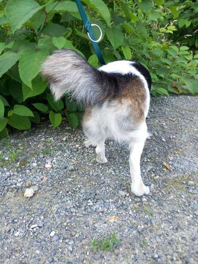 Dogorama Photo Challenge - Details Ganz nah-Beitrag-Bild