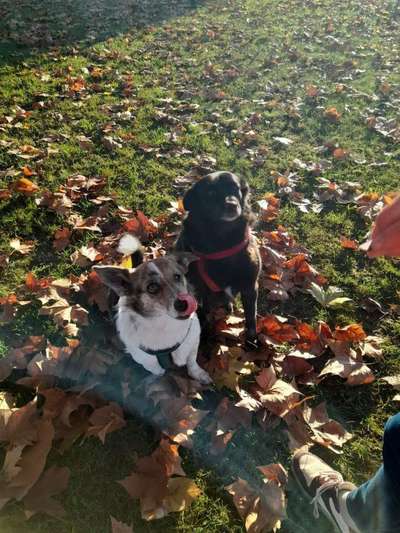 26. Farben Fotochallenge "Herbstfarben"-Beitrag-Bild